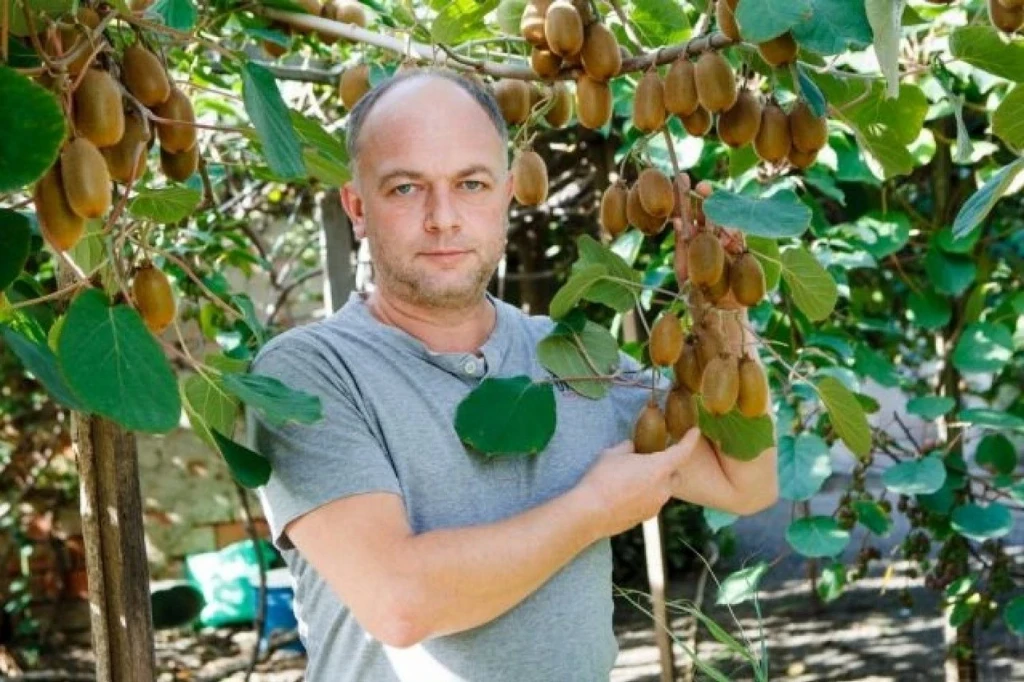 Як виглядає дерево ківі